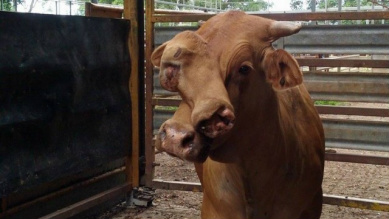 Vaca de duas cabeças é leiloada por empresa que vende gado para abate na Austrália O segundo rosto tem um olho, um dente e narinas Foto: Reprodução do facebook/ Mareeba Saleyards