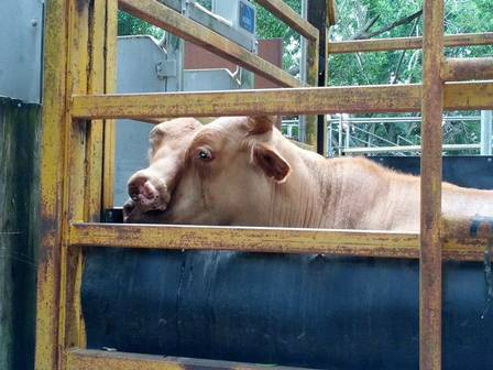 Vaca de duas cabeças é leiloada por empresa que vende gado para abate na Austrália Fotos do animal foram publicadas no Facebook do abatedouro australiano Foto: Reprodução do facebook/ Mareeba