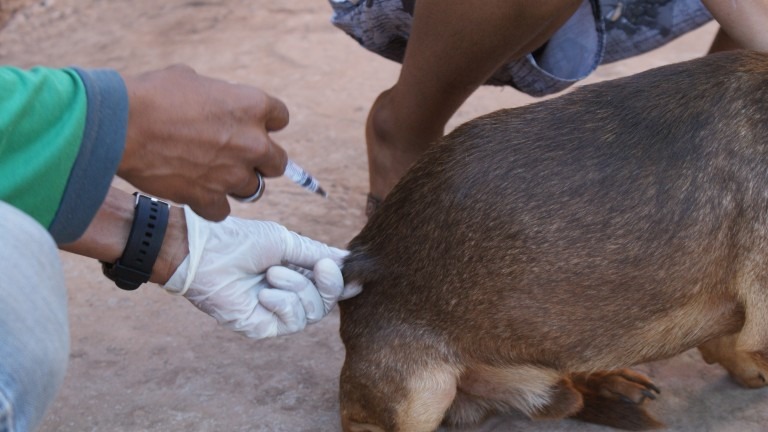 De casa em casa, agentes vacinam cães e gatos contra a raiva De casa em casa, agentes vacinam cães e gatos contra a raiva
