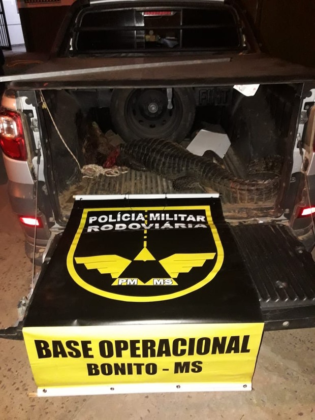 Trio é preso com jacaré abatido em carro e arma de fogo Trio é preso com jacaré abatido em carro e arma de fogo