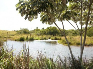 Comissão de Meio Ambiente visita Córrego Guariroba para verificar manancial Córrego já foi responsável por 54% do abastecimento de Campo Grande. (Foto:Divulgação)