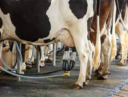 Depois de um ano de alta, os custos de produção da pecuária leiteira caíram em julho