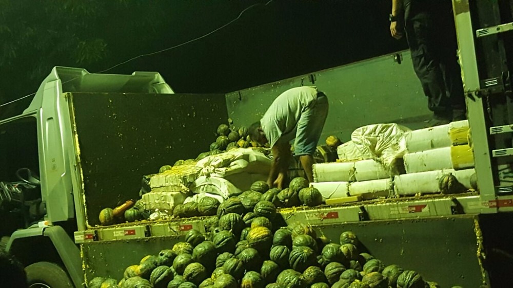 Polícia apreende 2 t de maconha em meio a carga de abóboras Maconha estava escondida em meio a abóboras (Foto: Polícia Civil/Divulgação)