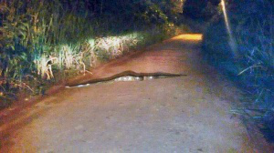 Sucuri assusta entregador de pizza ao passar em rua do Lagoa Dourada O animal ocupava de um lado a outro da rua que fica em região de mato alto, com lagos no entorno.(Coxim Agora)