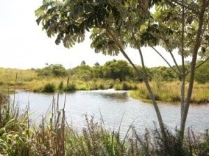 Comissão de Meio Ambiente verifica situação de manancial do Córrego Guariroba Manancial do Córrego Guariroba já foi responsável pelo abastecimento de mais de 50% da Capital. (Foto:Divulgação)