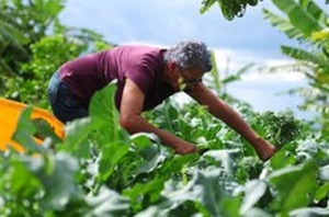 Governo vai comprar 163 toneladas de sementes de agricultores do Ceará Mulheres, assentados, povos indígenas e quilombolas são prioridade para recebimento dos grãos