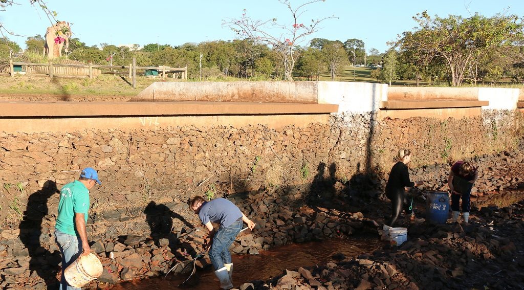 Após retirar do lago principal, técnicos do Imasul monitoram peixes no Parque das Nações Indígenas Foto: Assessoria