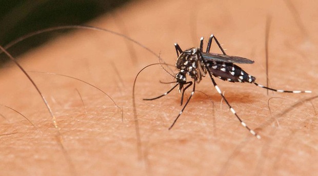 Secretaria de Saúde ressalta sobre cuidados para prevenir dengue