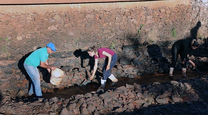 Imasul retira e monitora peixes que habitavam lago do Parque das Nações Indígenas Imasul retira e monitora peixes que habitavam lago do Parque das Nações Indígenas
