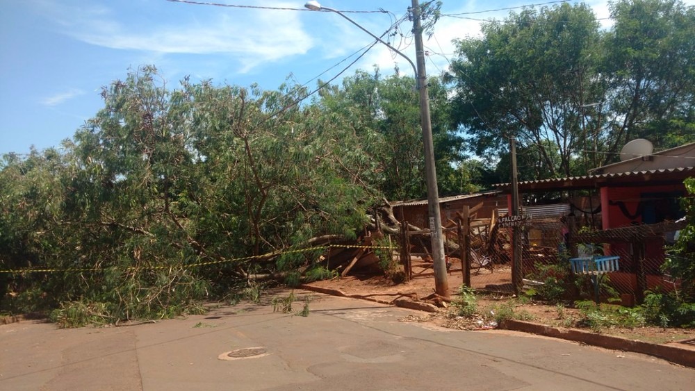 Devido ao tamanho, árvore ainda atingiu a rua (Foto: Evelyn Souza)