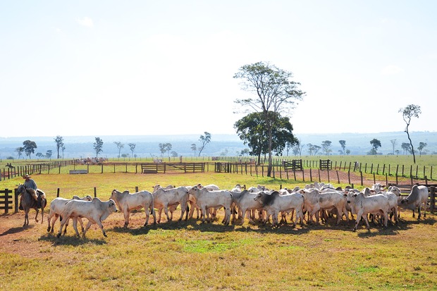 Reconhecida internacionalmente, carne bovina produzida em MS registra recorde nas exportações