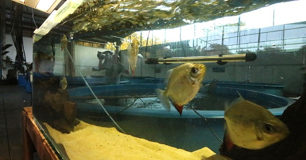 Quarentena do Aquário do Pantanal se transforma em laboratório com destaque internacional Quarentena do Aquário do Pantanal se transforma em laboratório com destaque internacional
