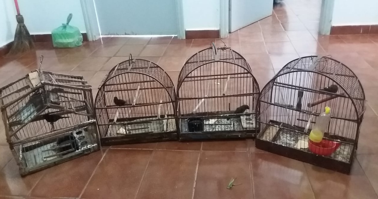 PMA multa idoso por manter 10 aves silvestres em cativeiro PMA multa idoso por manter 10 aves silvestres em cativeiro