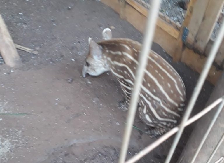 PMA recolhe filhote de anta em fazenda de Bandeirantes PMA recolhe filhote de anta em fazenda de Bandeirantes