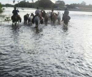 Pantaneiros ainda enfrentam a cheia na região da Nhecolândia - Divulgação