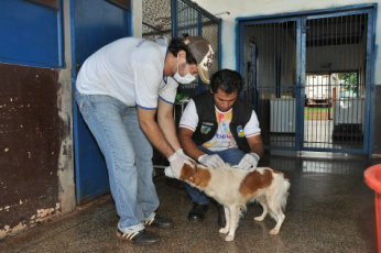 CCZ de Dourados implanta chip em animais atendidos pelo órgão Microchips são implantados em animais atendidos pelo CCZ em Dourados
Aparecido Frota