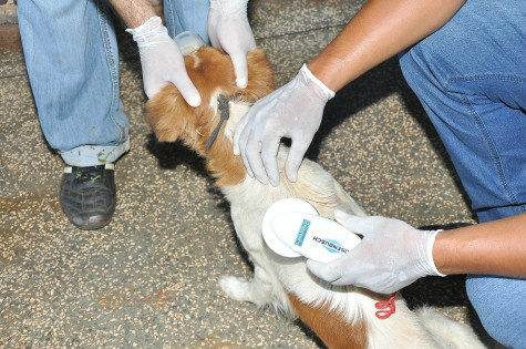 CCZ de Dourados implanta chip em animais atendidos pelo órgão Microchips são implantados em animais atendidos pelo CCZ em Dourados – Aparecido Frota
