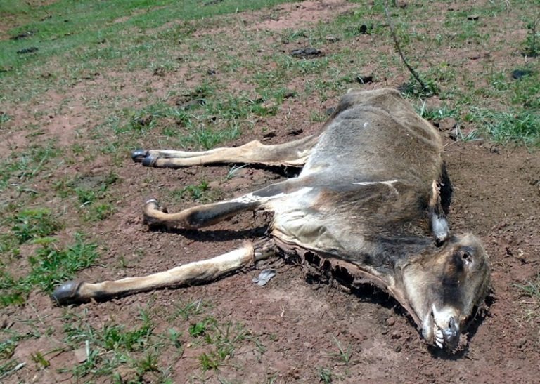 Pecuarista é autuado por deixar 128 cabeças de gado sem alimento PMA/Divulgação