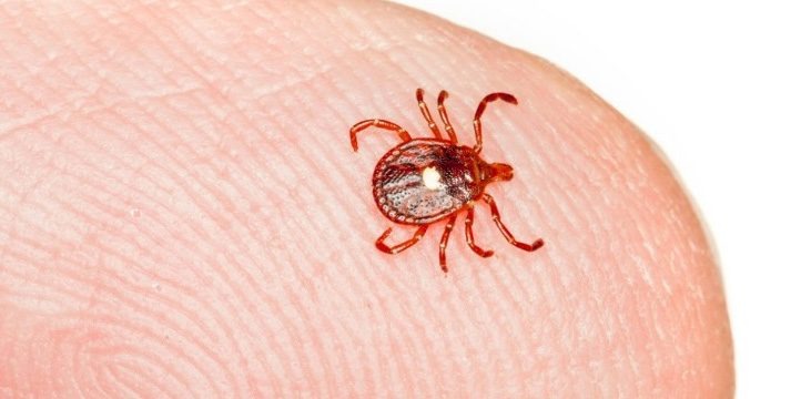 Transmissor da Febre Maculosa está presente em todas as regiões de Campo Grande Foto: Ilustração