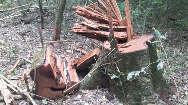 Empresa é multada em R$ 76 mil por explorar madeira em parque ambiental Divulgação