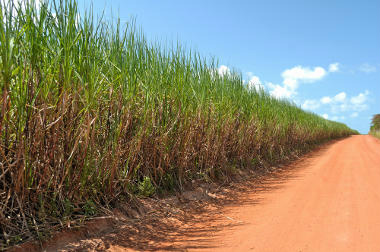 Cultivo de cana inverno deve ser evitado na região sul de MS