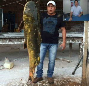 Empresários pescam Jaú de mais de 60kg no rio Dourados Espécie foi pescada no rio Dourados por empresários de Caarapó - Foto: Divulgação