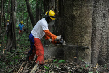Conciliar exploração e conservação é desafio para preservar a Floresta Amazônica Na Reserva Mamirauá, pesquisadores e ribeirinhos buscam a sustentabilidade da floresta Amazônica pelo manejo florestal (Tomaz Silva/Agência Brasil)Tomaz Silva/Agência Brasil
