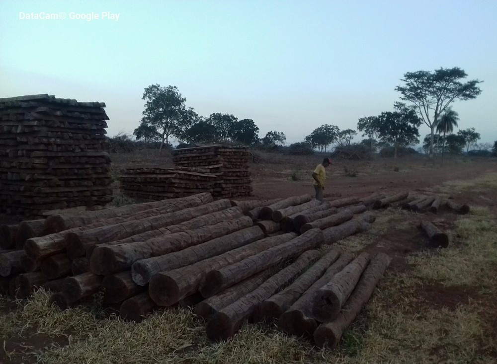 Apreensão de madeira no primeiro dia da operação (Foto: Ibama/Divulgação)
