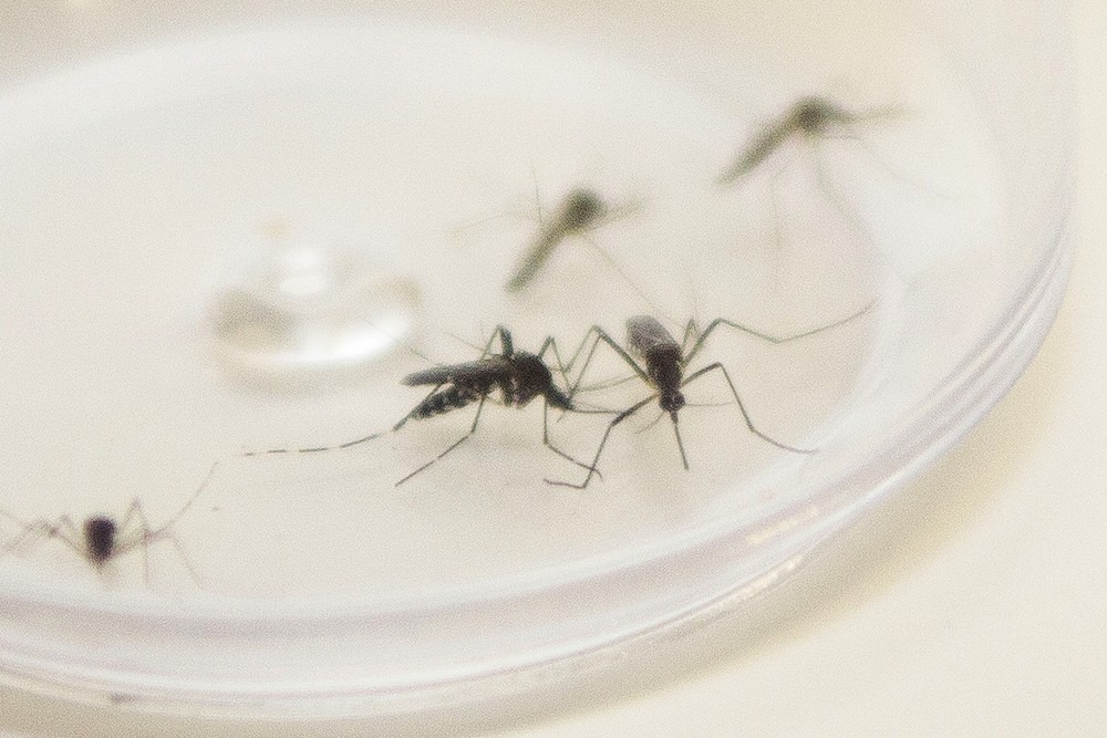 Novo boletim epidemiológico registra mais uma morte por dengue em MS Novo boletim epidemiológico registra mais uma morte por dengue em MS
