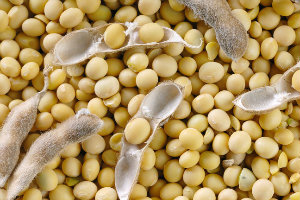 Custos de produção de grãos sobem até 20% na última safra Custos de produção de grãos sobem até 20% na última safra