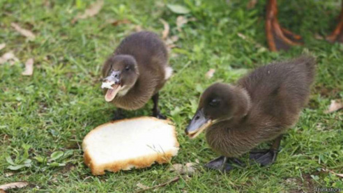 Atirar migalhas de pão em uma lagoa ou em um rio é um ritual tão antigo que remonta ao século 19
Foto: Thinkstock