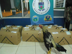 Homem que levava galos para rinhas na Bolívia é autuado em R$ 6 mil
