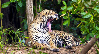 Onça-pintada é encontrada morta boiando no rio Paraguai em MS Credito thinkstock
Ideal para o turismo ecológico, o Pantanal Sul-Mato-Grossense abriga animais que atraem a atenção de turistas do mundo inteiro. Entre as espécies do bioma, a onça-pintada