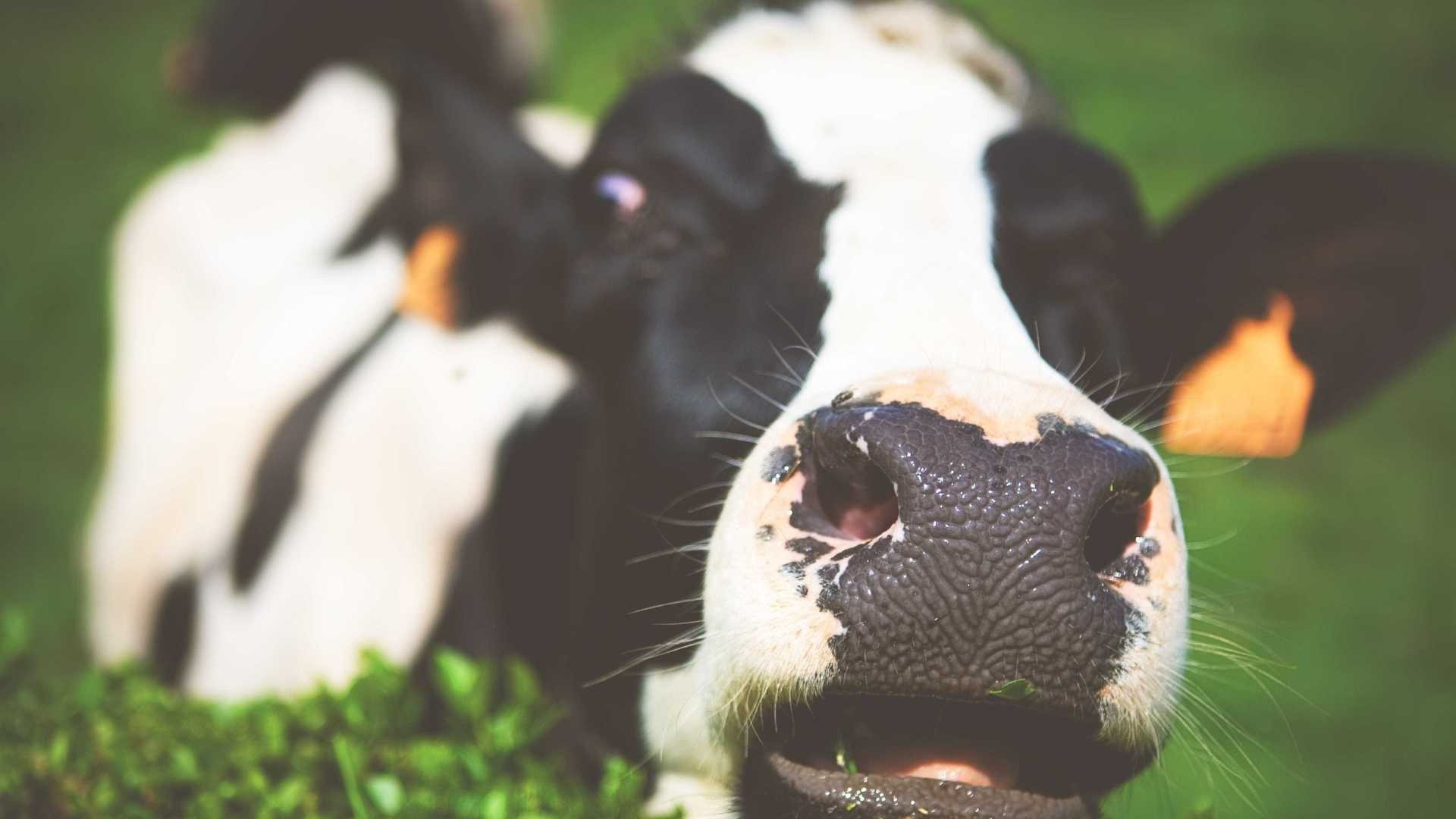 Carne vermelha ainda é a pior das proteínas