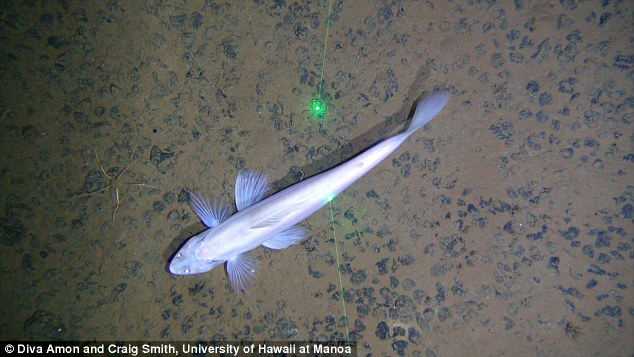 Criaturas subaquáticas incríveis podem ser dizimadas pela mineração em alto-mar Criaturas subaquáticas incríveis podem ser dizimadas pela mineração em alto-mar