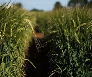 Ambev apoiará projetos com soluções para problemas socioambientais Divulgação