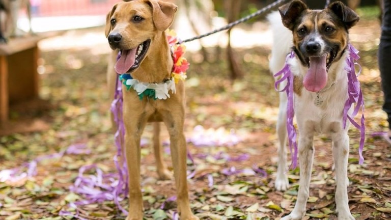 “Enterro dos Ossinhos” é programação neste sábado para pets de todas as raças Divulgação