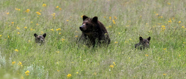 Urso pega carona em caminhão do lixo por mais de oito quilômetros
