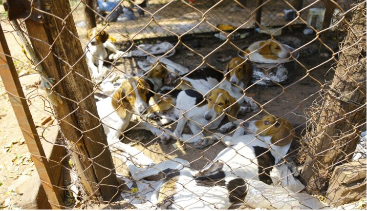 Rapaz se apresenta como tutor e leva 3 dos 40 cães resgatados por maus-tratos (Foto: Marcos Ermínio, Jornal Midiamax)