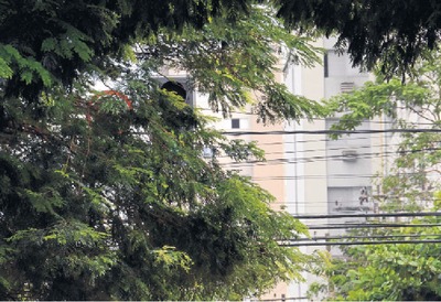 Na Padre João Crippa com a 15 de Novembro, nem placa nem sinaleiro estão visíveis atrás de árvore - Foto: Bruno Henrique/ Correio do Estado