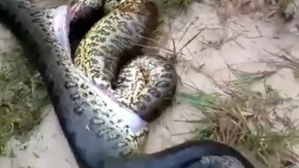 Homem caça cobra e descobre que animal havia devorado ‘irmã’ gigante