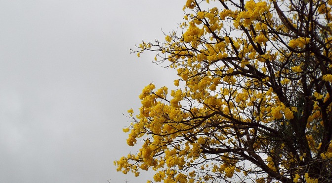 Céu nublado com possibilidade de chuva em MS