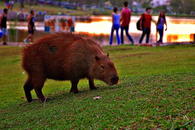 Audiência Pública debate presença de capivaras na área urbana de Campo Grande Audiência Pública debate presença de capivaras na área urbana de Campo Grande