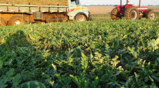 Agricultura familiar movimenta R$ 224 milhões na economia de Mato Grosso do Sul