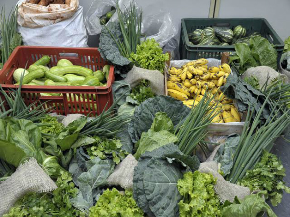 Agricultura familiar movimenta R$ 224 milhões na economia de Mato Grosso do Sul