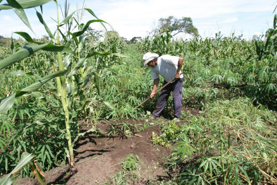 Agricultura familiar movimenta R$ 224 milhões na economia de Mato Grosso do Sul