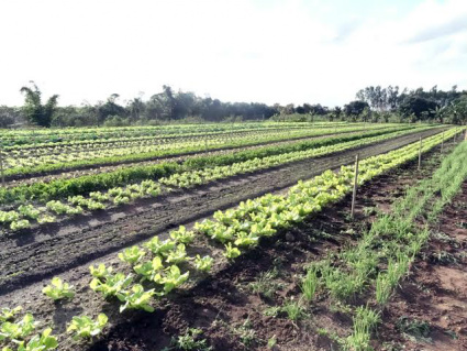 Agricultura familiar movimenta R$ 224 milhões na economia de Mato Grosso do Sul