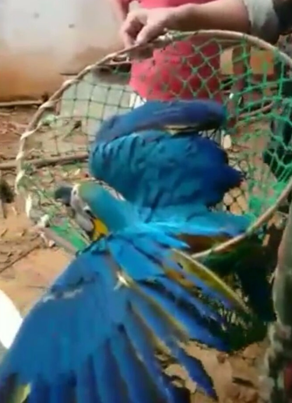 Arara ficou ferida por linha de pipa coberta com cerol (Foto: Corpo de Bombeiros/Divulgação)