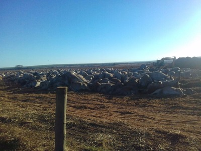 Mais de mil cabeças de gado morrem em fazenda e suspeita é de botulismo Agência Estadual de Defesa Sanitária e Animal (Iagro), suspeita da doença de botulismo - Foto: Divulgação
