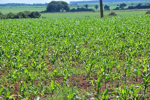 Plantio do milho chega à reta final com preço alto Cultura ocupará 1,7 milhão de hectares este ano - Foto: Valdenir Rezende / Correio do Estado
